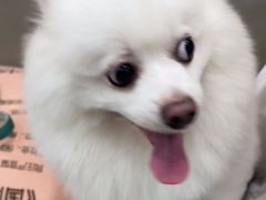-安安宠医宠物医院·异宠·犬猫内科(岳阳分院)