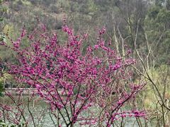 -桃花岭景区