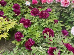 -莲花池公园