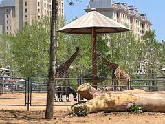 -大连森林动物园