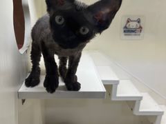 -十年猫舍·猫咪专门店(普陀店)