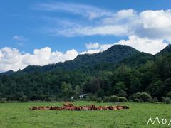 -黑河国家森林公园