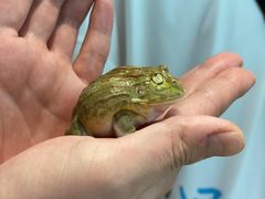 -酷以爬仙阁实体爬宠店·守宫·蜥蜴·专业繁育