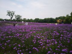 -同里国家湿地公园