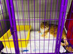 -达爱动物医院·犬猫分区·CT·复杂眼科(远洋山水分院)