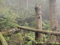 -天目山大树王景区
