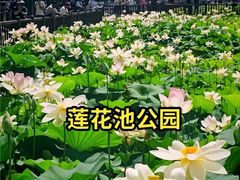 -莲花池公园