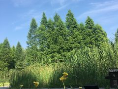 -溱湖国家湿地公园