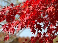 -梁鸿国家湿地公园