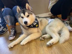 -Husky Go! 哈士奇体验馆·宠物咖啡厅狗咖