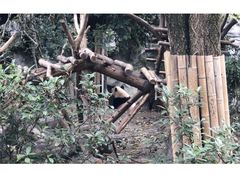 -成都大熊猫繁育研究基地