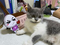 -宠爱国际动物医院· 猫科· 外科·中兽医(长白店)