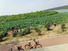-丁香湖公园