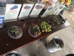 -马陆小张葡萄园农家乐