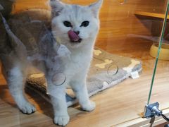 -喵百万·布偶·蓝金金渐层英短·猫舍(百子湾店)