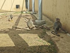 -合肥野生动物园