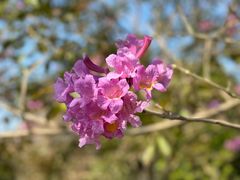 -森波拉奇妙世界