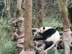 -都江堰中华大熊猫苑