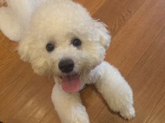 -翊宠yipet猫狗购宠庄园犬舍•猫舍