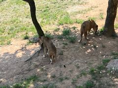 -西霞口神雕山野生动物世界