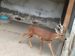 -北京市海淀外国语实验学校