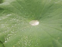 -陈家山荷花公园
