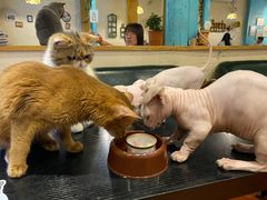 -猫小院猫主题咖啡厅(北锣店)