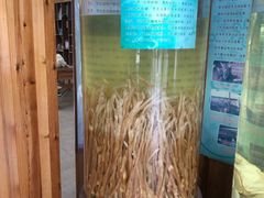 -北京鹿世界主题园