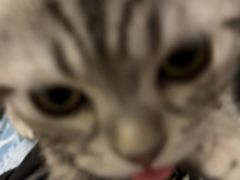 -小猫来了·猫舍(红山六九七九店)