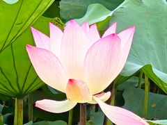 -荔湾湖公园