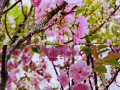 -长白岛森林公园