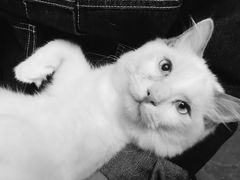 -猫猫幼稚园·撸猫·桌游·电玩