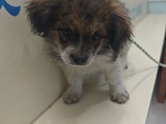 -全心全意连锁动物医院(加州店)