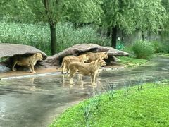 -北京野生动物园