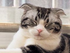 -PAWTOY爪e玩偶店(天兴罗斯福店)