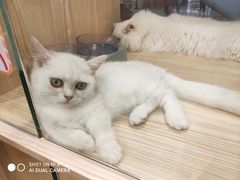 -屋虎猫馆(宝安大仟里店)