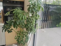 -影居starhoho·泳池别墅轰趴馆·天璇