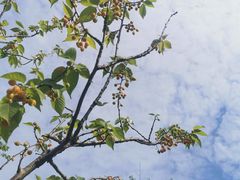 -顾村公园