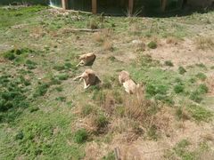 -新疆天山野生动物园