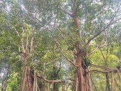 -中国科学院西双版纳热带植物园