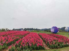 -空港花田景区