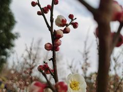 -无锡梅园公园