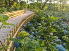 -上海共青森林公园