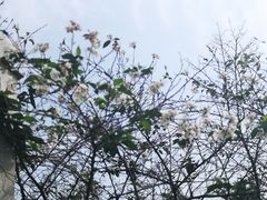 -武汉大学-樱园