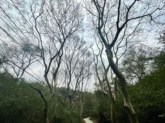 -青龙山国家森林公园