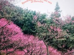 -重庆彩云湖湿地公园