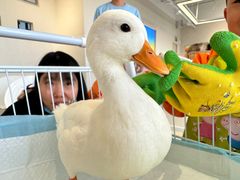 -怪兽屋·羊驼·猫咖·狗咖(俊华广场店)