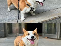 -中栗华栗子(鞍山道店)