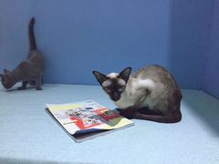 -喵的天空名猫咖啡馆·撸猫·猫舍·用品