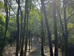 -火炉山森林公园